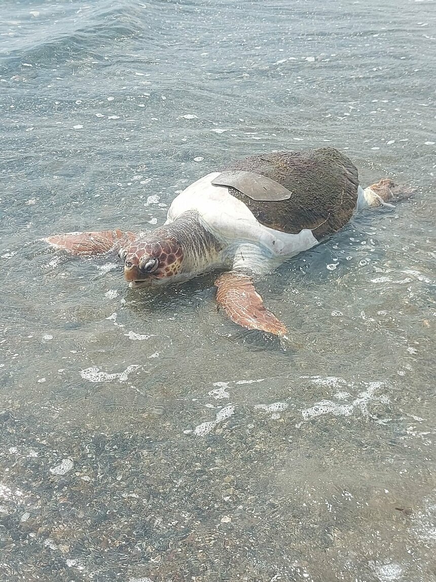 В Лимассоле к берегу прибило труп гигантской морской черепахи: фото 2