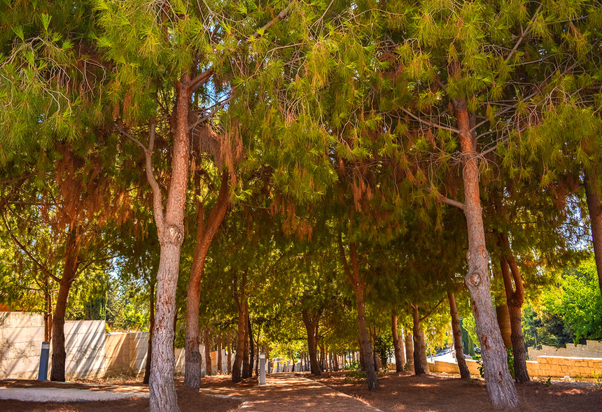 Отдых в тени кипрской сосны: парк с красочной детской площадкой в деревне Куклия на Кипре: фото 22
