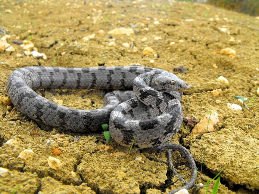 ​Ядовитые змеи на Кипре. Как их отличить?: фото 3