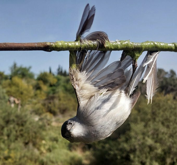 На Кипре зафиксирован значительный рост убийства птиц: фото 2