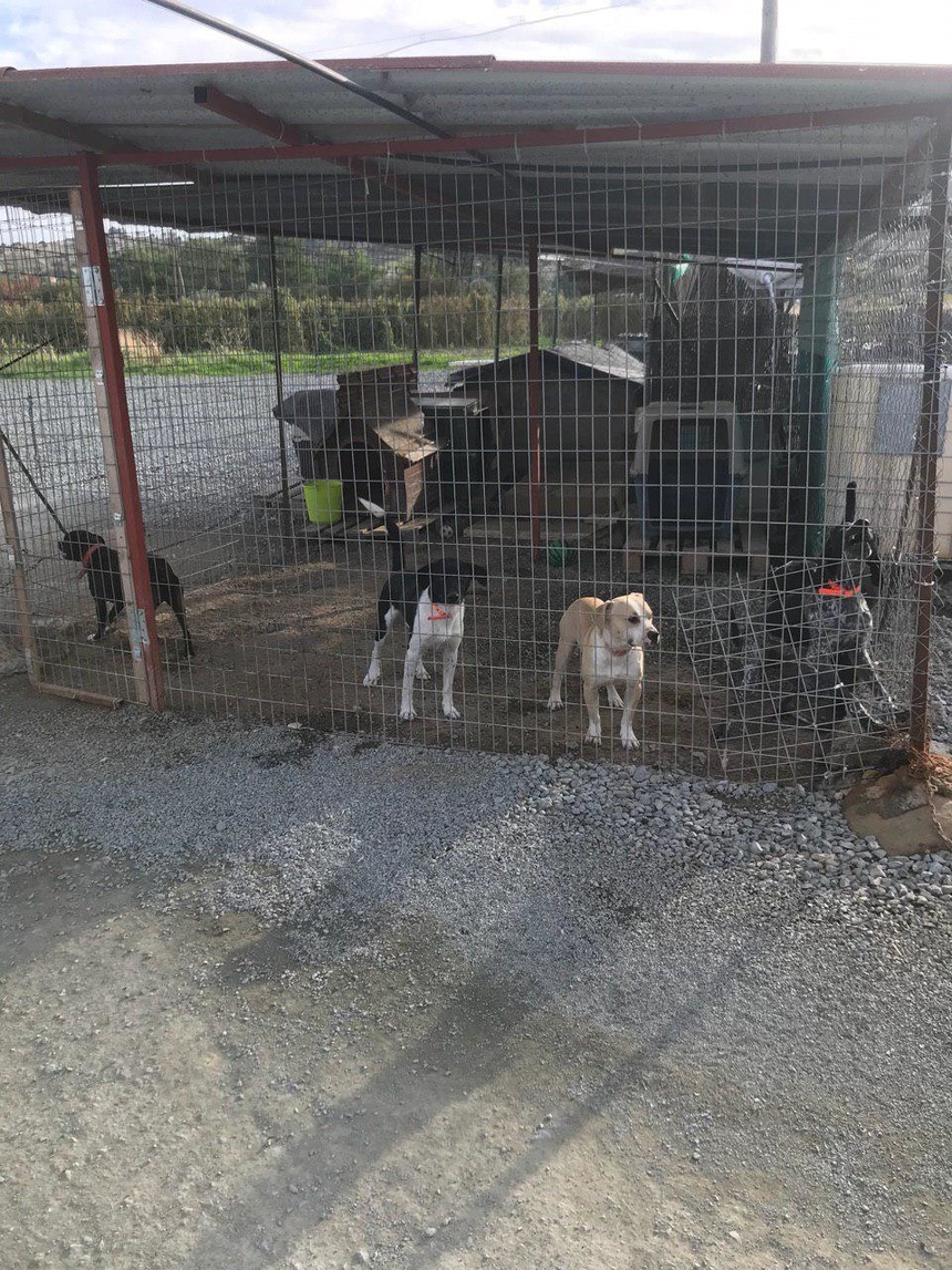 Приют для собак на Кипре нуждается помощи – здесь очень ждут волонтеров : фото 8