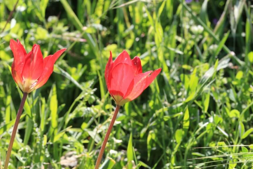 В Акамасе расцвели редкие тюльпаны Tulipa akamasica (Фото): фото 13
