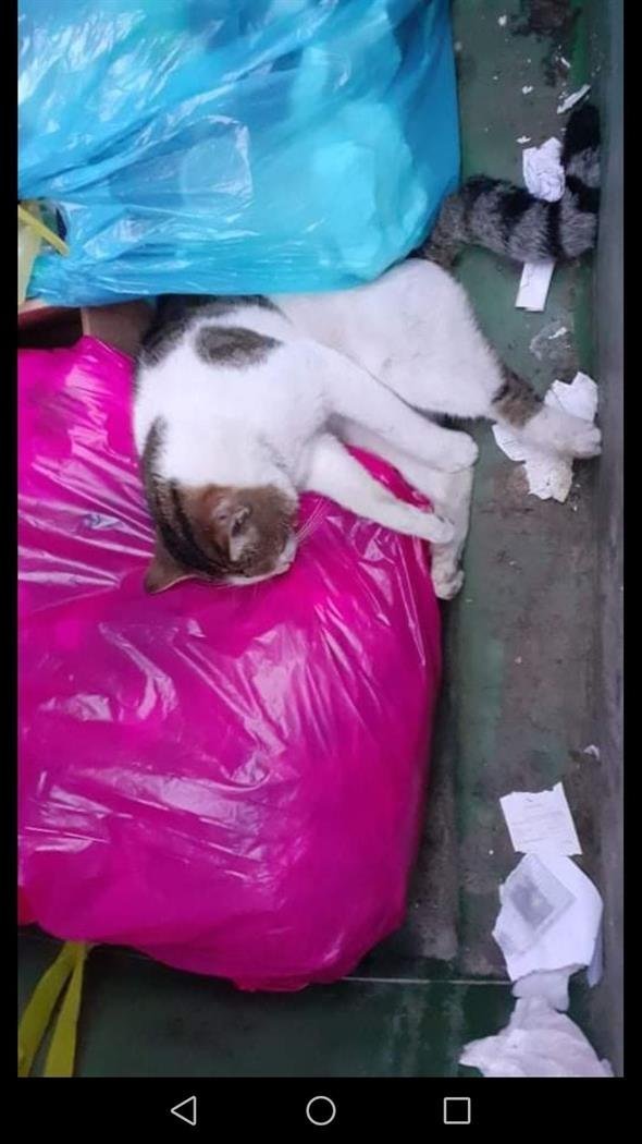 В Ларнаке жестоко убили 12 кошек: фото 8