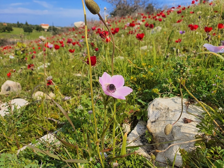На Кипре расцвели потрясающие Анемоны: фото 22