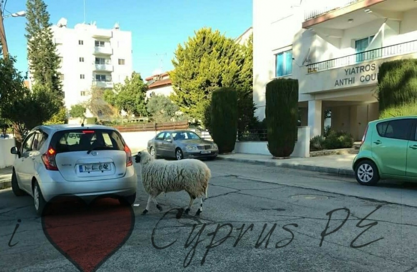 "Ехали медведи на велосипеде": Курьезные и странные случаи на кипрских дорогах! : фото 109