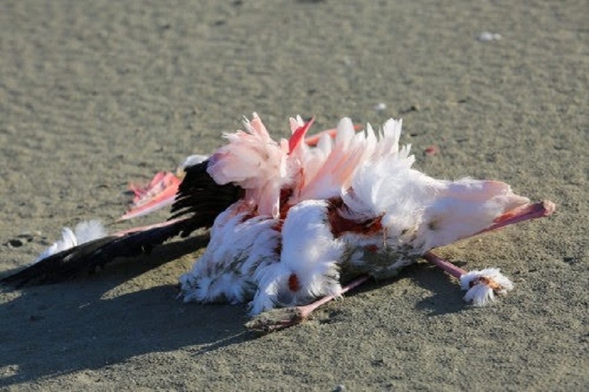 На Кипре массово гибнут розовые фламинго. Слабонервным не смотреть: фото 3