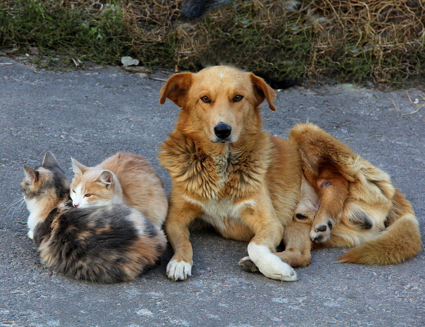 Партия зоозащитников Кипра просит корм для бродячих животных: фото 2