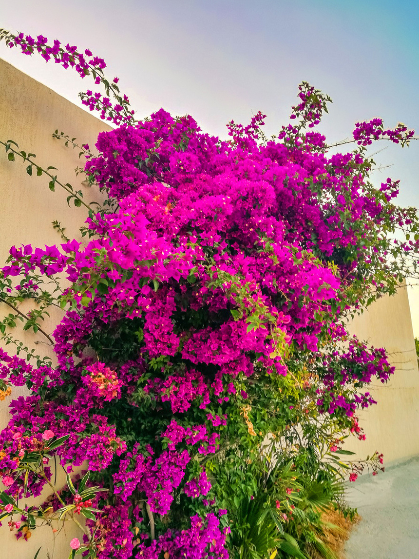 Потрясающее зрелище - цветущая бугенвиллия на Кипре: фото 19