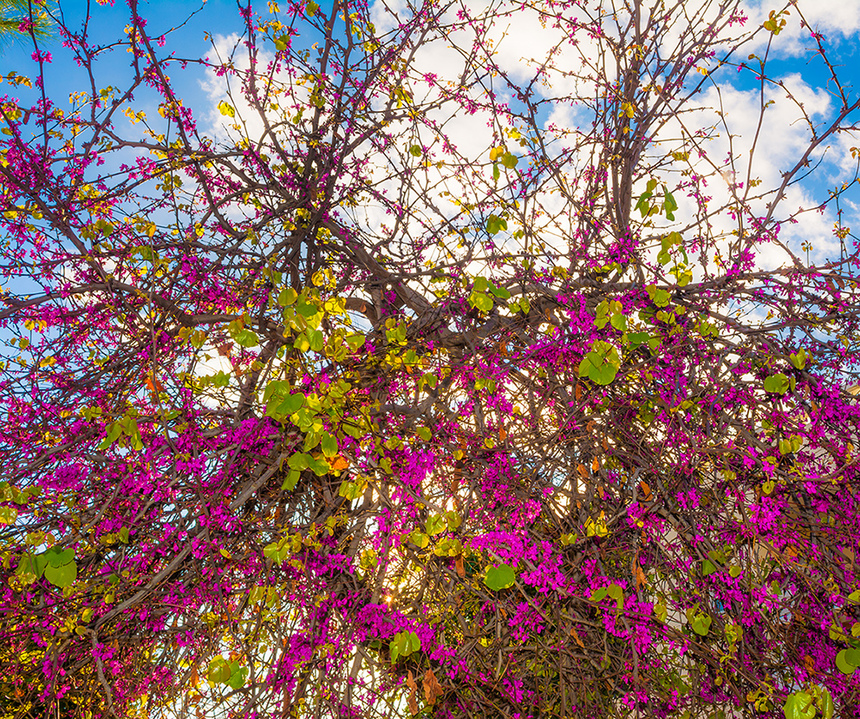 На Кипре покрылось цветами волшебное Иудино дерево!: фото 2
