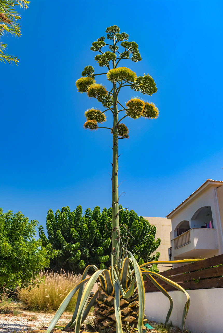 Агава — чрезвычайно полезное и уникальное кипрское растение: фото 36