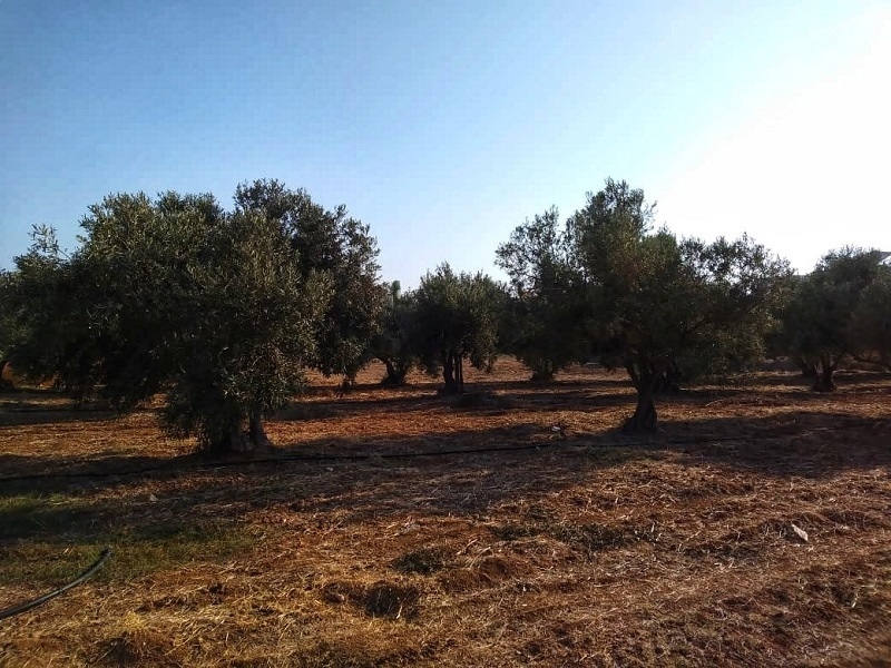 Легенды Кипра. Оливковое дерево.: фото 10