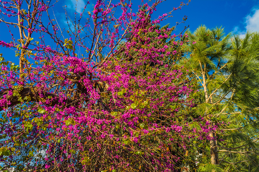 На Кипре покрылось цветами волшебное Иудино дерево!: фото 13
