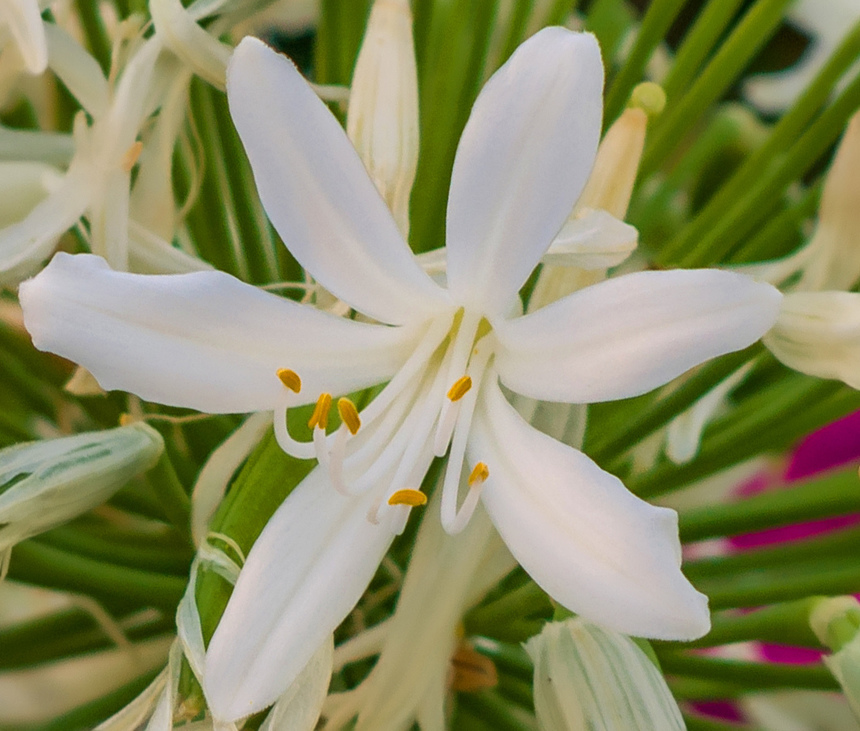 Великолепный агапантус — кипрский цветок любви: фото 8