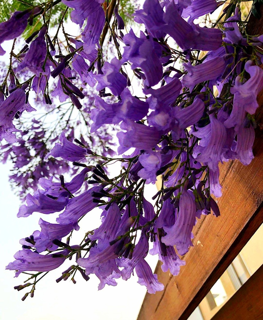 Безудержные колокольчики: весной на Кипре цветет жакаранда: фото 10