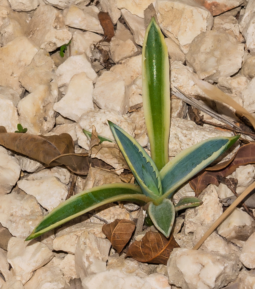 Агава — чрезвычайно полезное и уникальное кипрское растение: фото 22