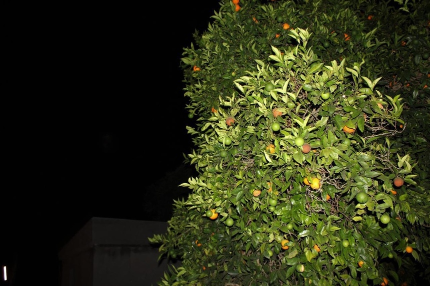 На Кипре прошел ежегодный Фестиваль Апельсинов: фото 2