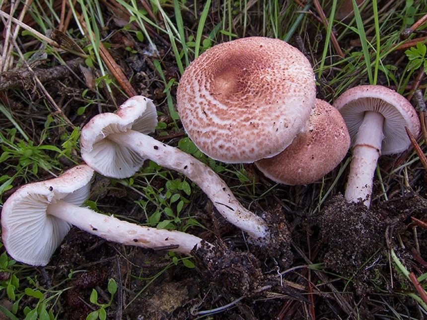 Ядовитые и галлюциногенные грибы Кипра: фото 5
