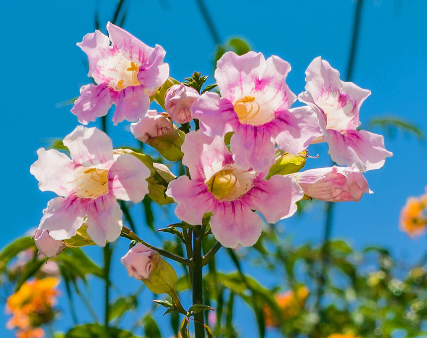 Подранея Рикасоля - кипрская лиана с розовыми колокольчиками: фото 9