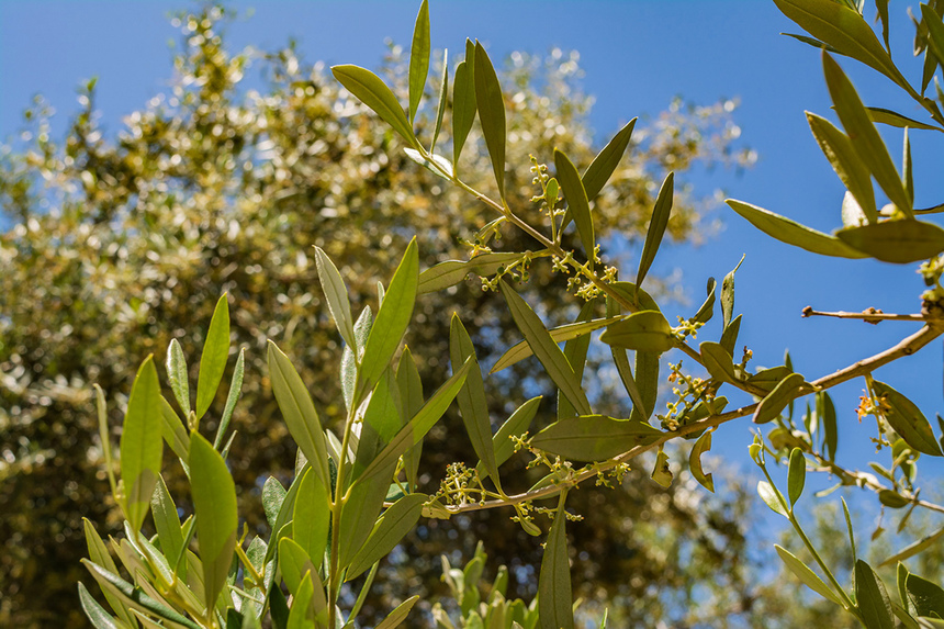 В мае на Кипре в цвету оливковые деревья! : фото 5