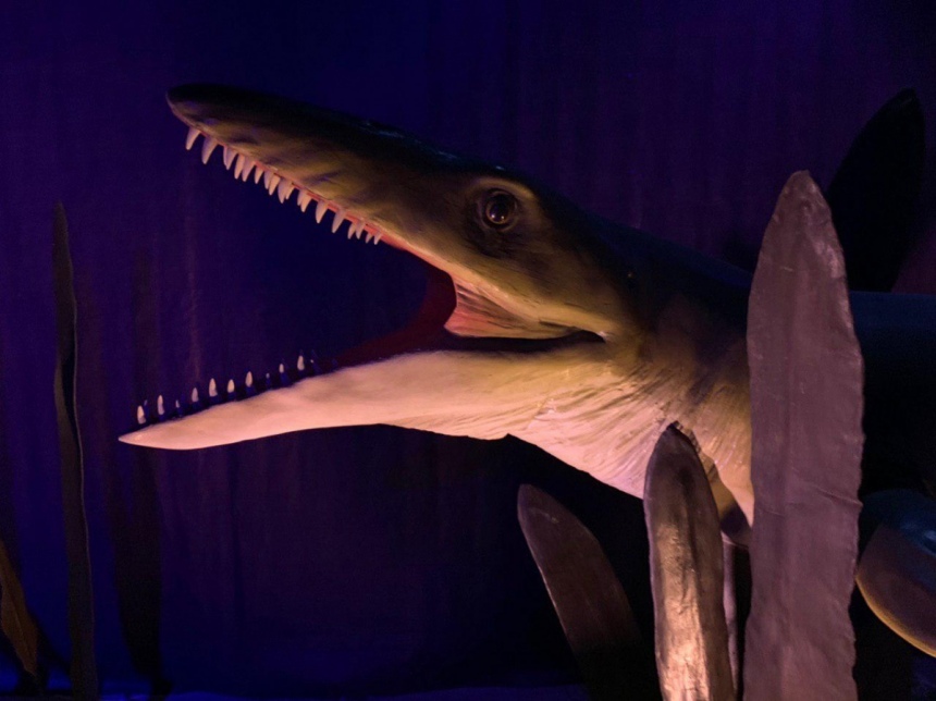 «Динозавры океана» добрались в Никосию! А вы уже их видели?: фото 4
