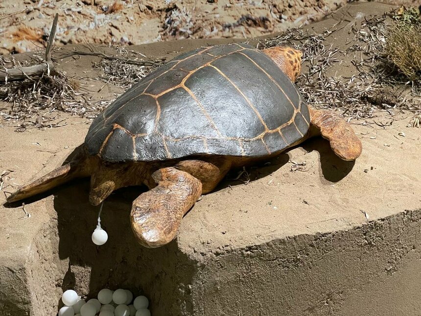 Музей черепах Иния-Лара в округе Пафос: фото 9