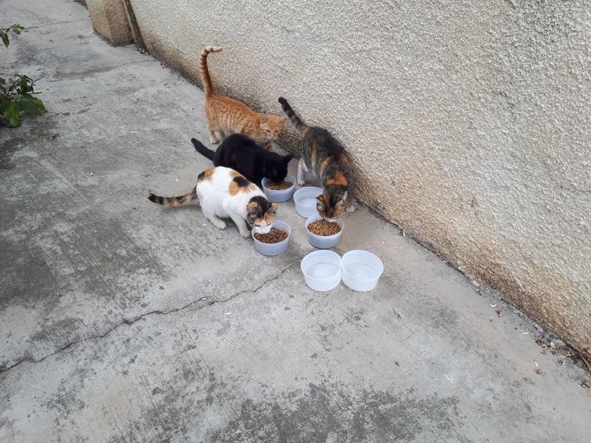 Муниципалитет Лимассола взял на себя заботу о кошках: фото 3