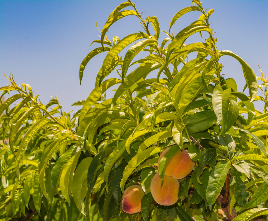 Не пропустите! На Кипре начался сезон сбора персиков: фото 11
