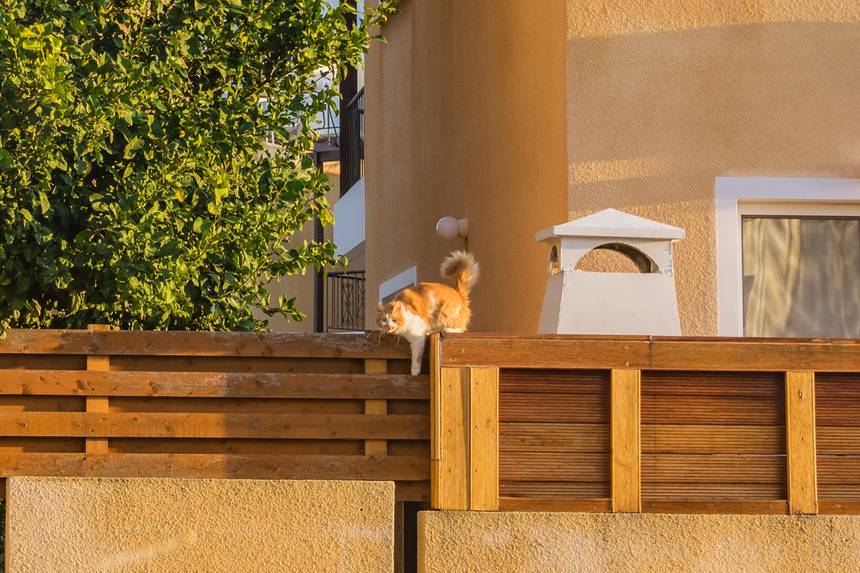 Пушистое чудо: кипрские кошки, которые не оставят равнодушным абсолютно никого!: фото 13