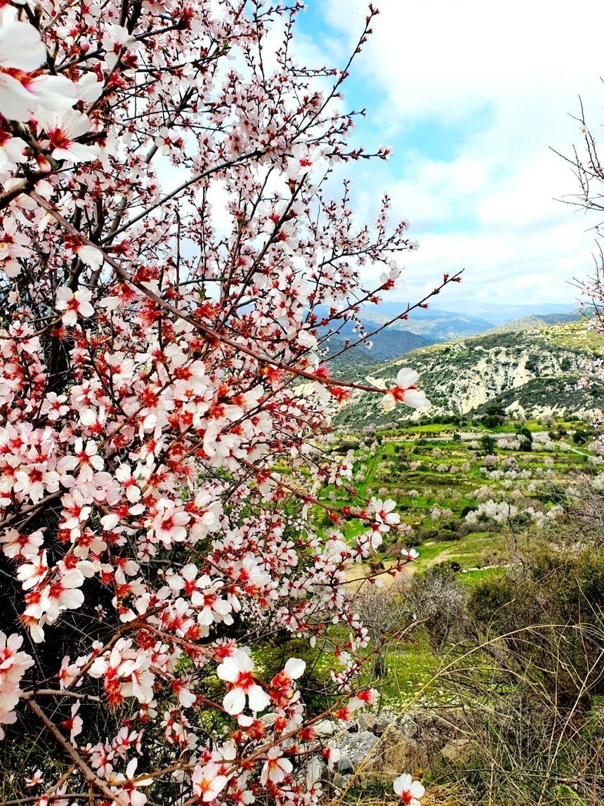 На Кипре в разгаре волшебное и фантастически красивое время цветения миндаля: фото 8