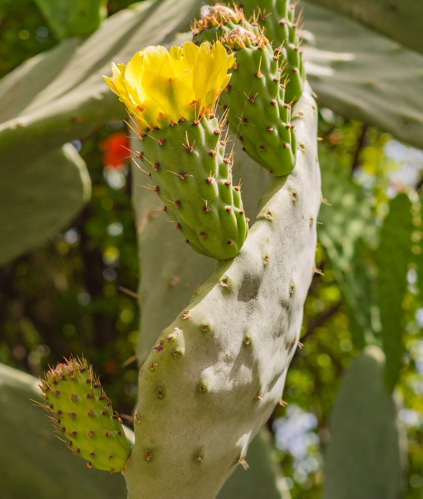На Кипре цветет вкусный кактус опунция! : фото 20