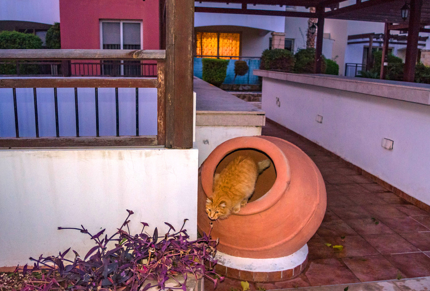 Пушистое чудо: кипрские кошки, которые не оставят равнодушным абсолютно никого!: фото 39