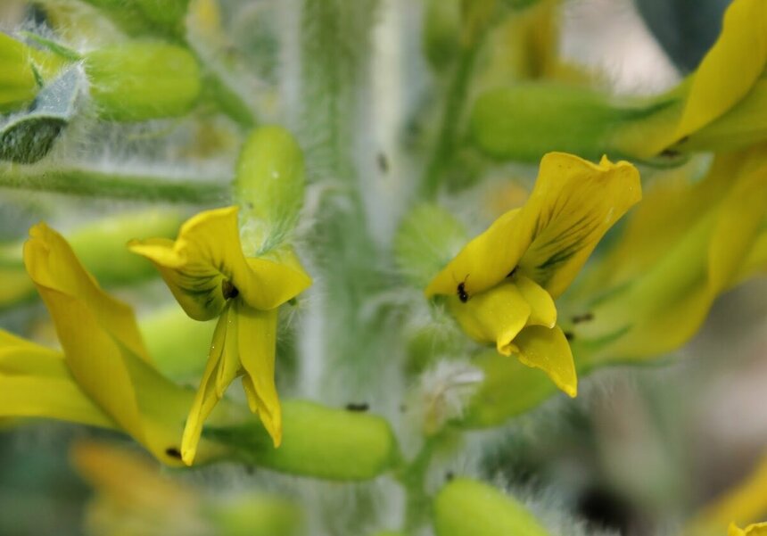 Лефкаренсис — краснокнижное растение на Кипре: фото 4