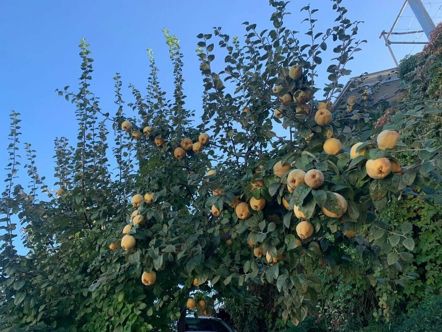 На Кипре начался сезон самого душистого фрукта — айвы: фото 2