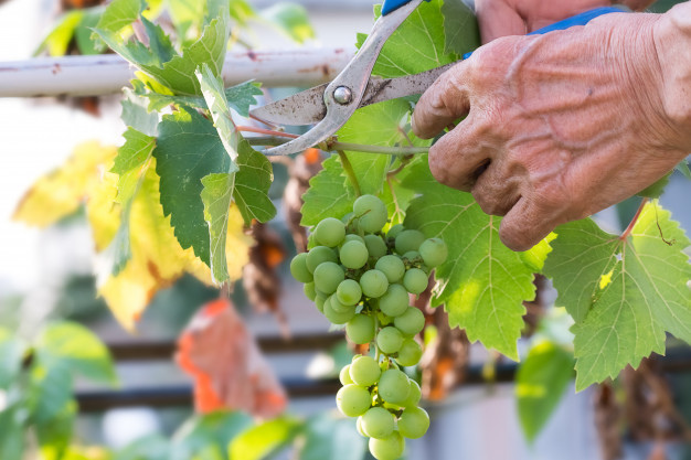 74-летняя киприотка умерла, собирая виноград на Кипре: фото 2