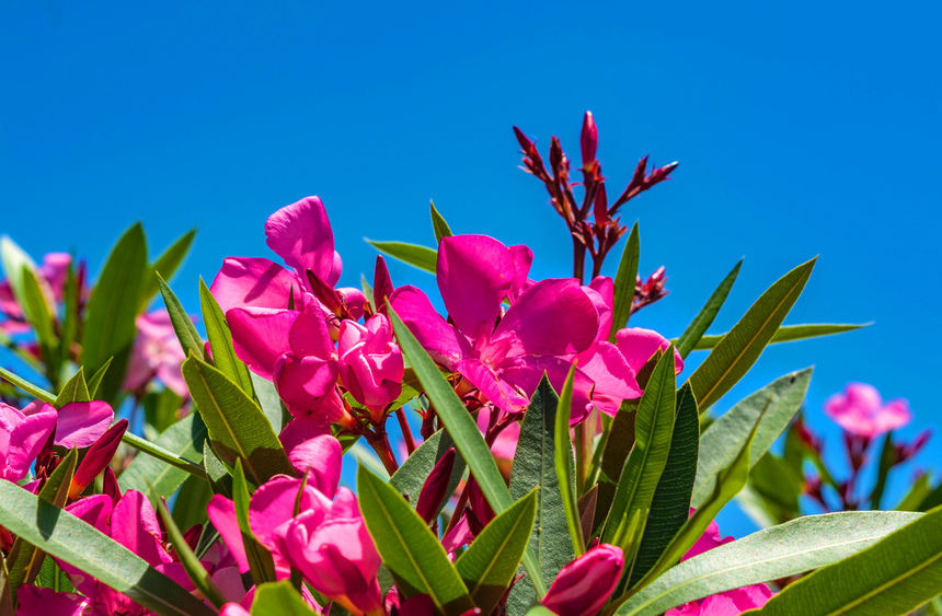 Олеандр — кипрский цветок-загадка: фото 20