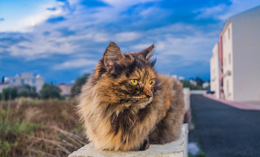Пушистое чудо: кипрские кошки, которые не оставят равнодушным абсолютно никого!: фото 36