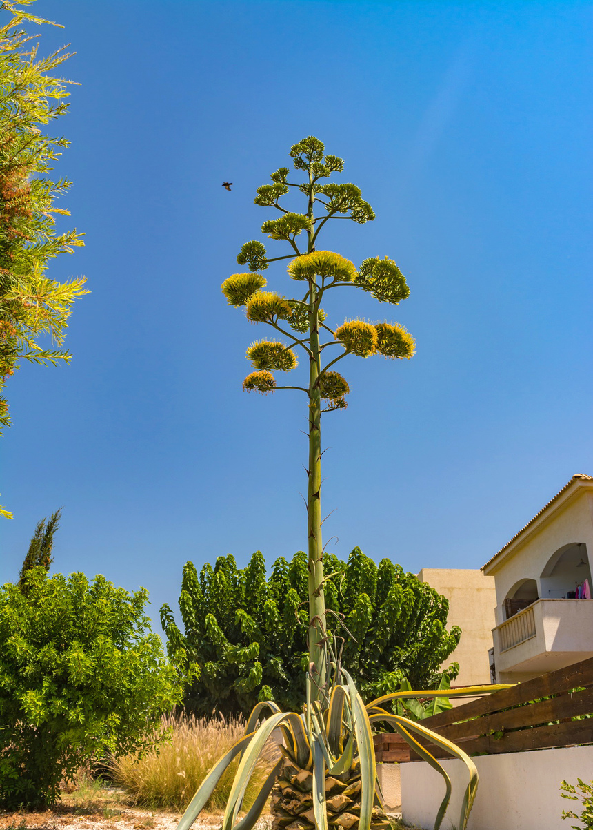 Агава — чрезвычайно полезное и уникальное кипрское растение: фото 55