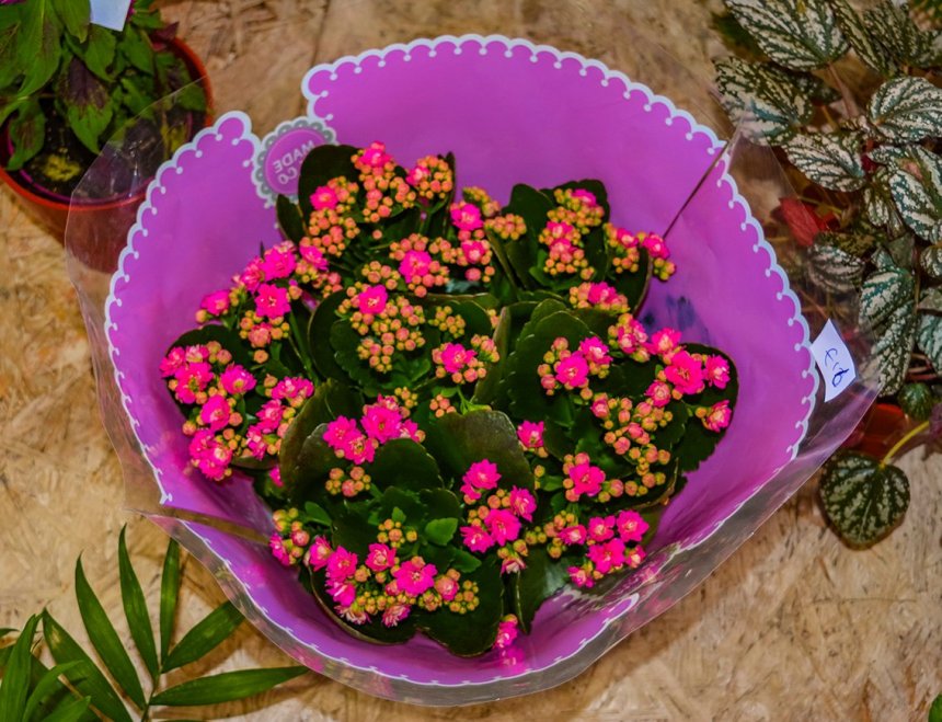 Кипрский цветок жизни - каланхоэ: фото 3
