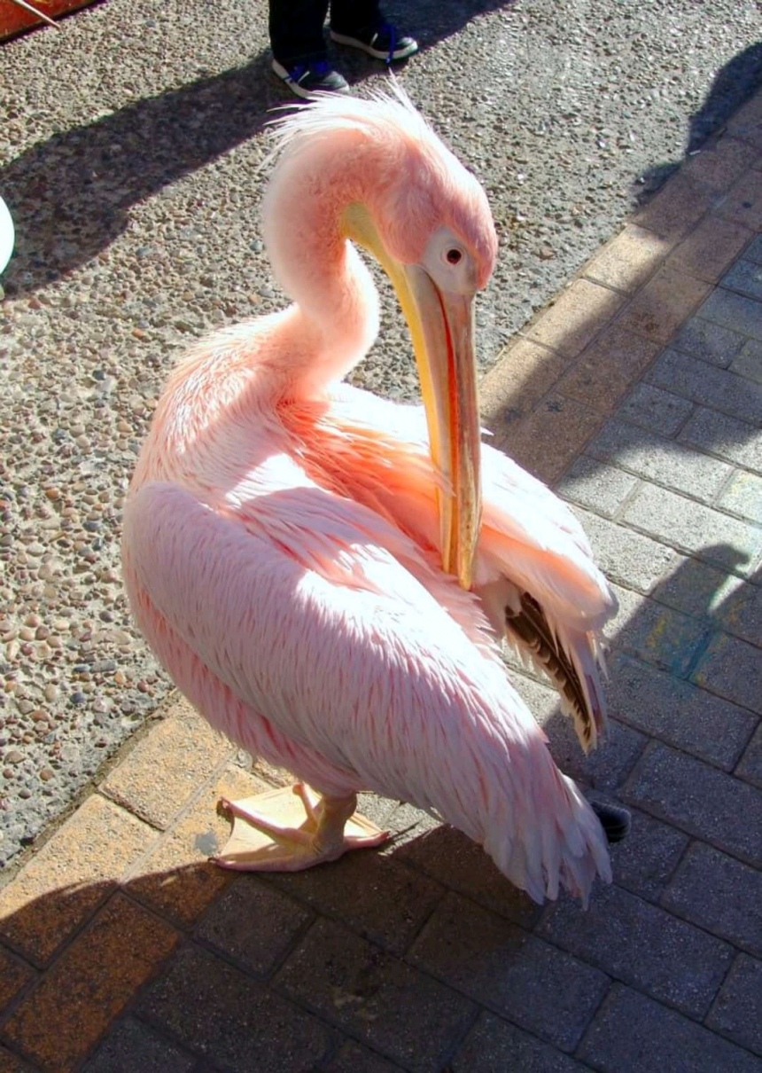 10 самых красивых и редких птиц, встречающихся на Кипре: фото 8