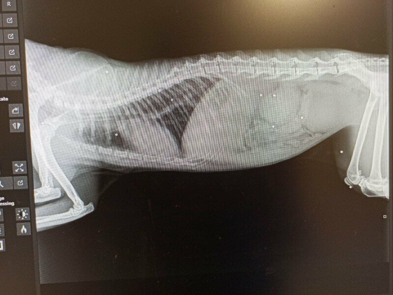 Живодеры расстреляли котенка из ружья в Какопетрии: фото 2
