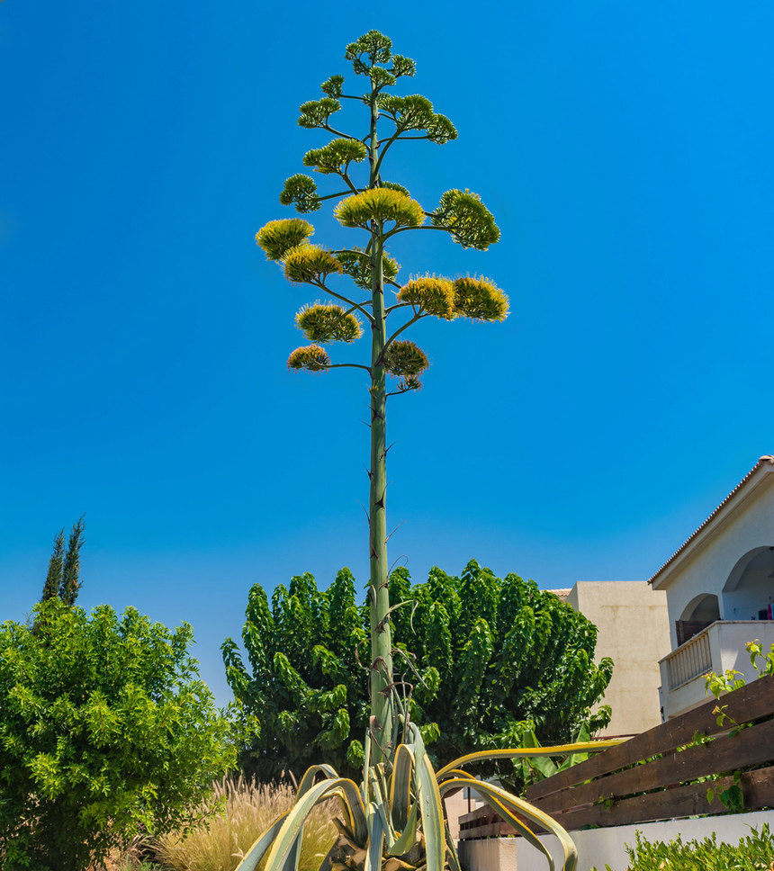 Агава — чрезвычайно полезное и уникальное кипрское растение: фото 53