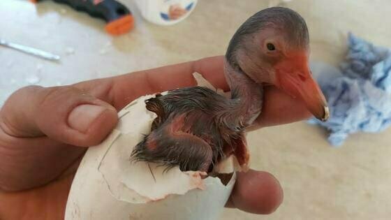 Фламинго вылупившийся из яйца