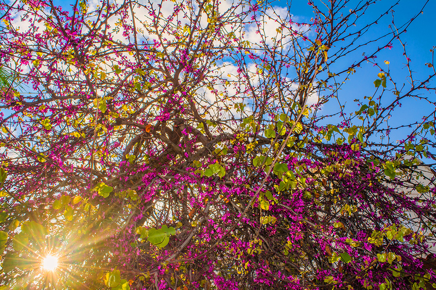 На Кипре покрылось цветами волшебное Иудино дерево!: фото 4