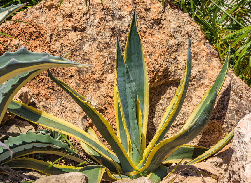 Агава — чрезвычайно полезное и уникальное кипрское растение: фото 59