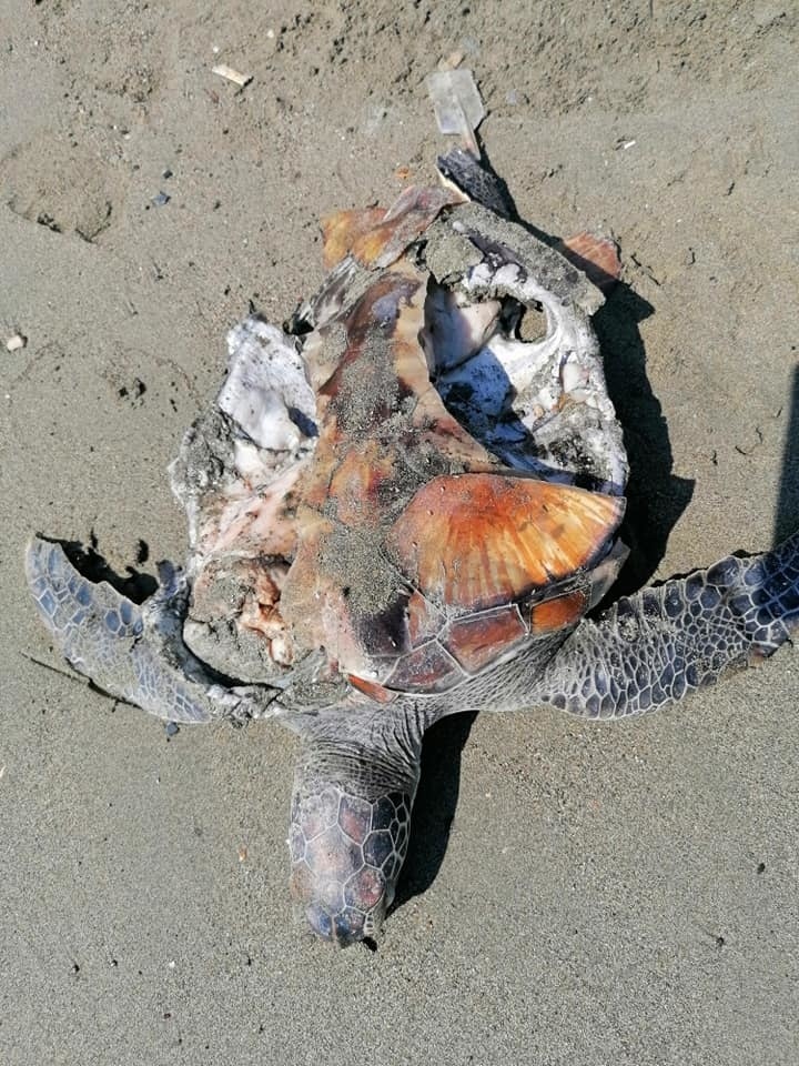 На Кипре обнаружили очередную мертвую черепаху: фото 2