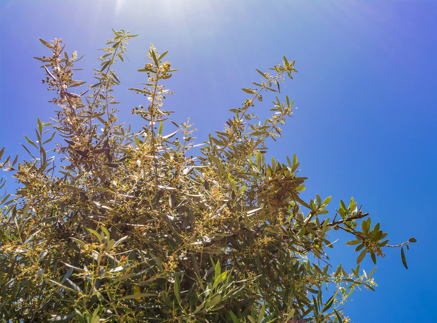 В мае на Кипре в цвету оливковые деревья! : фото 25