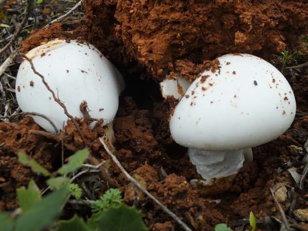 Ядовитые и галлюциногенные грибы Кипра: фото 13