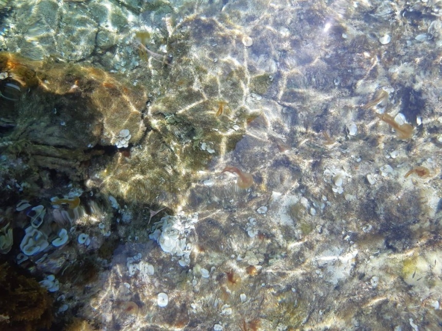 Осторожно! Пляжи Кипра атаковали медузы: фото 2