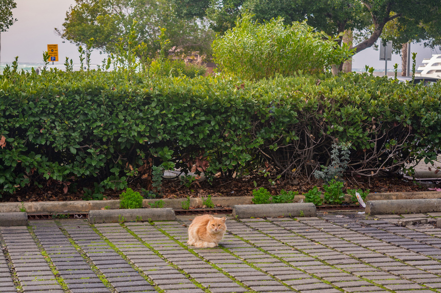 Пушистое чудо: кипрские кошки, которые не оставят равнодушным абсолютно никого!: фото 12