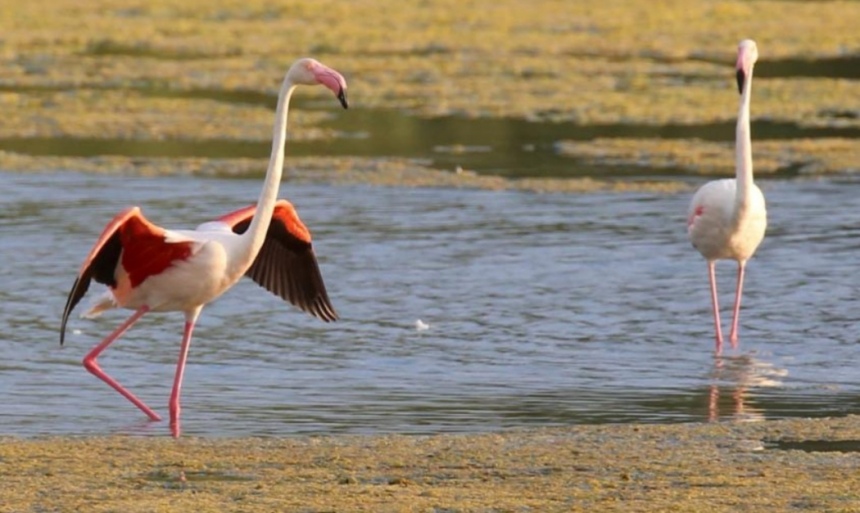 На Кипр прилетели фламинго: фото 7